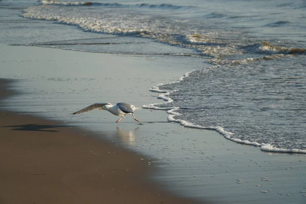 Gabbiano Sulla Spiaggia — Foto Stock