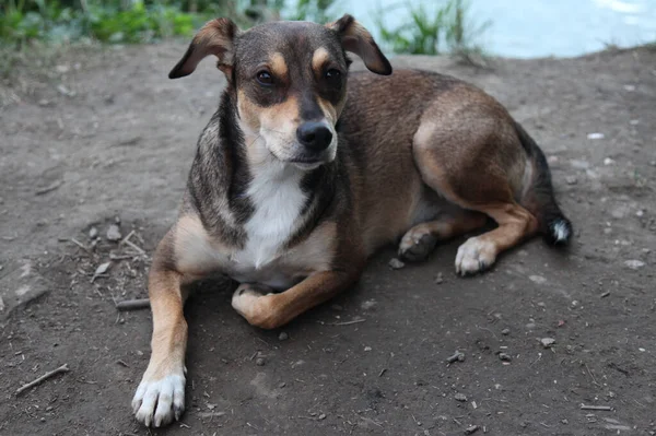 Açık Havada Oynayan Köpek Manzarası — Stok fotoğraf