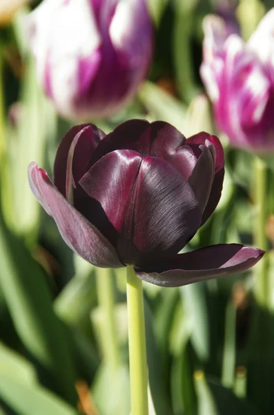 Tulpenblumen Garten — Stockfoto