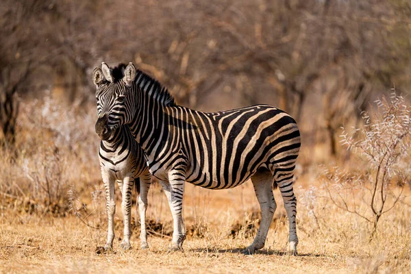 Zebras Der Savanne Von Kenia — Stockfoto