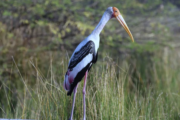Great Egret Ardea Cinerea Στο Εθνικό Πάρκο Kruger Φλόριντα Ηπα — Φωτογραφία Αρχείου