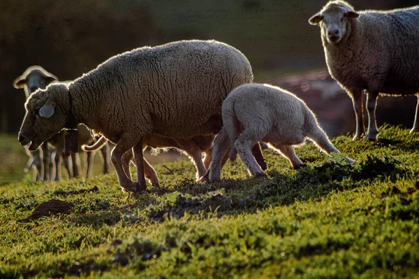 Schapen Wei — Stockfoto