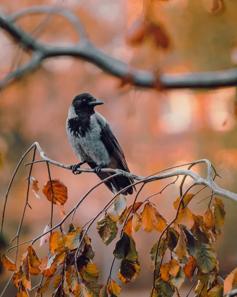 Een Vogel Zit Een Tak Van Een Boom Het Herfstbos — Stockfoto