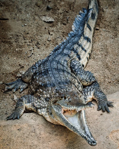 Crocodilo Zoológico — Fotografia de Stock