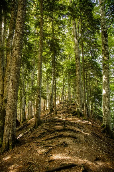 Bela Floresta Nas Montanhas — Fotografia de Stock