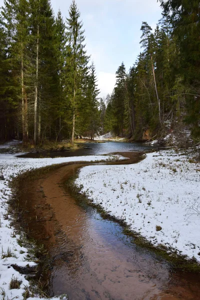 Rivière Dans Forêt — Photo