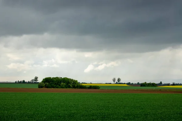 Zielone Pole Białymi Chmurami Błękitnym Niebem — Zdjęcie stockowe