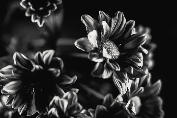 Schöne Blumen Garten — Stockfoto