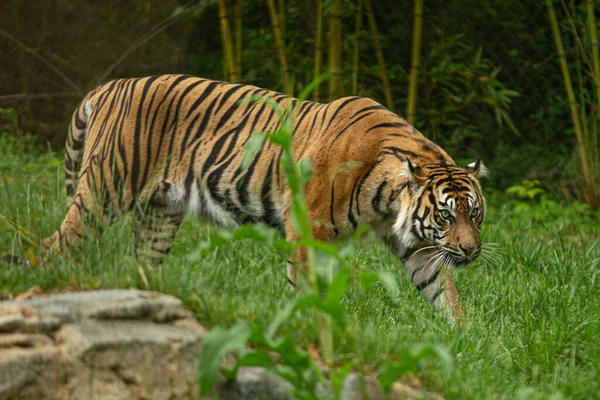 Tigre Dans Zoo — Photo