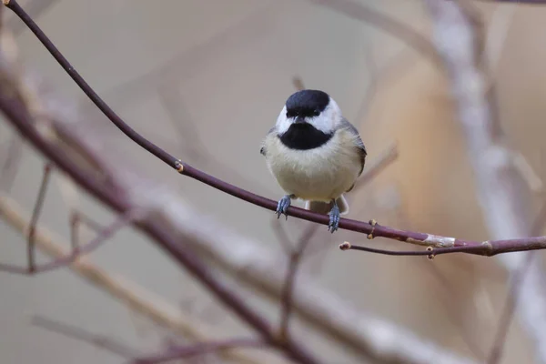 Krásný Záběr Mladého Ptáka Přírodním Prostředí — Stock fotografie