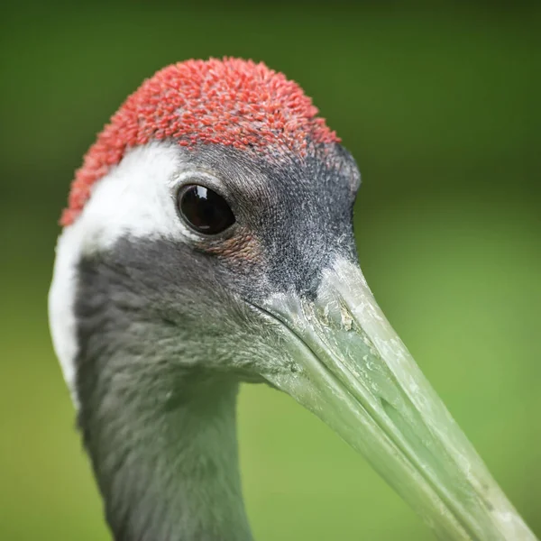 Zbliżenie Ptaków Środowisku Naturalnym — Zdjęcie stockowe