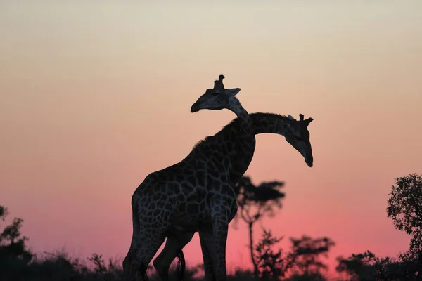 Giraff Savannen Kenya — Stockfoto