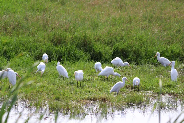 湖上的白鹤 — 图库照片