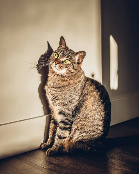 Kedi Yerde — Stok fotoğraf