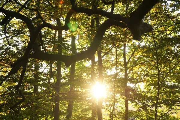 Prachtige Zonsondergang Het Bos — Stockfoto