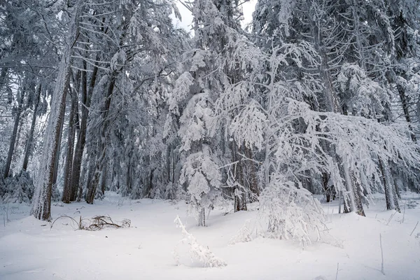 冬季森林 有积雪覆盖的树木 — 图库照片