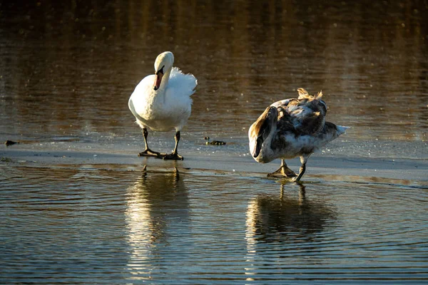 Gabbiano Sul Lago — Foto Stock