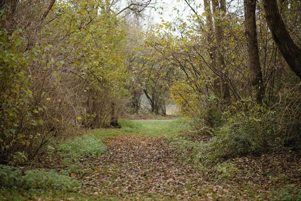 Vacker Höstskog Med Träd Och Gröna Blad — Stockfoto