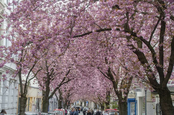 Cherry Blossom Spring — Stock Photo, Image