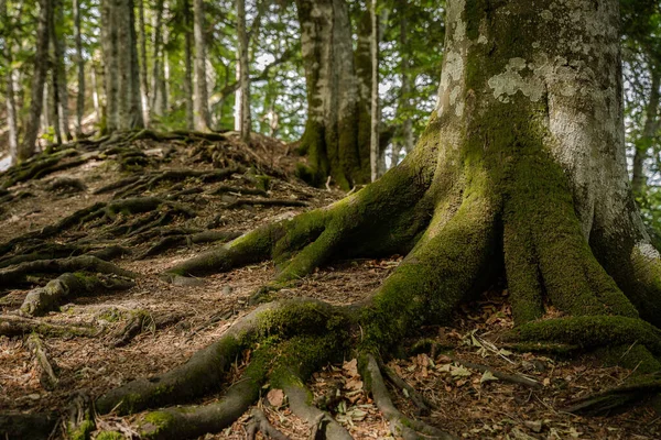 Крупним Планом Знімок Зеленого Лісу Красивим Тлом — стокове фото