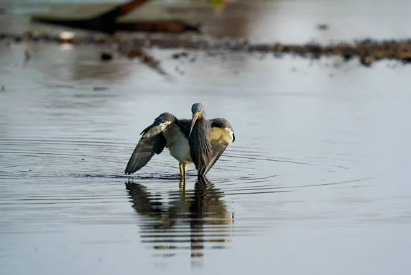 Cormoran Tête Noire Sur Rivière — Photo