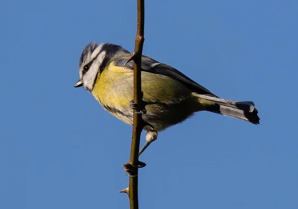 Schöne Aufnahme Eines Vogels Natürlichem Lebensraum — Stockfoto