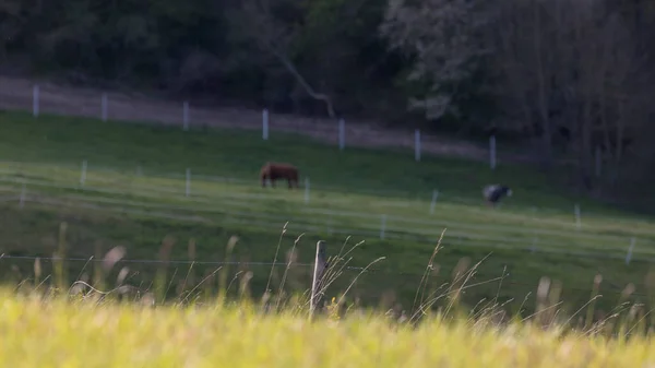 Prachtig Uitzicht Natuur — Stockfoto