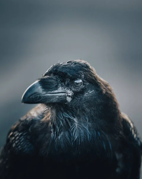 Corbeau Noir Dans Forêt — Photo