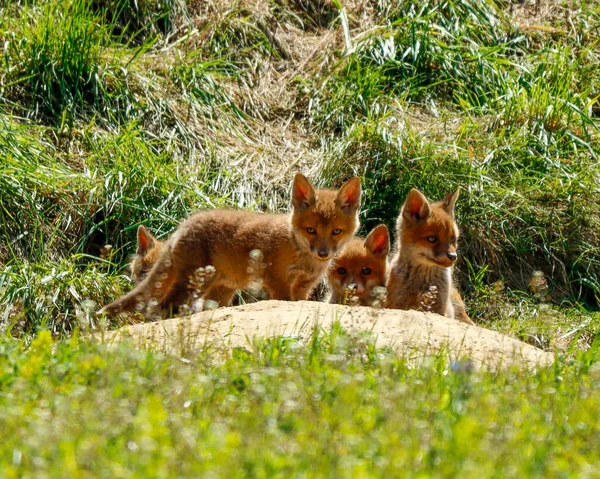 Κόκκινη Αλεπού Κουτάβι Στο Δάσος — Φωτογραφία Αρχείου