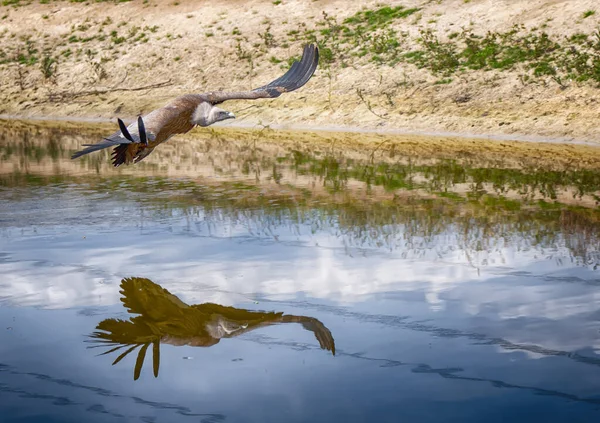 Een Close Shot Van Een Mannelijke Olifant Het Water — Stockfoto