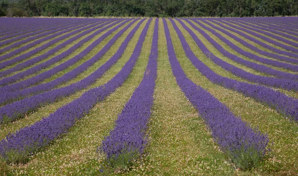 Lavanderias Provence Francia — Fotografia de Stock