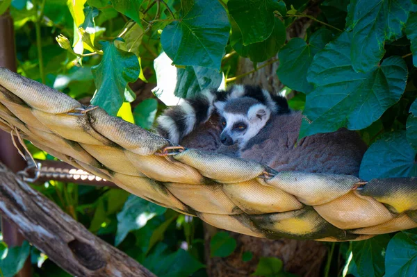 Closeup Shot Cute Lemur Zoo — Stock Photo, Image