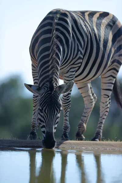 Zebrák Vízben Egy Állatcsorda Egy Nagy Egy Zebra Egy Vadnyáj — Stock Fotó