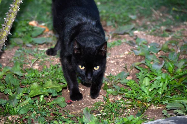 Gato Blanco Negro — Foto de Stock