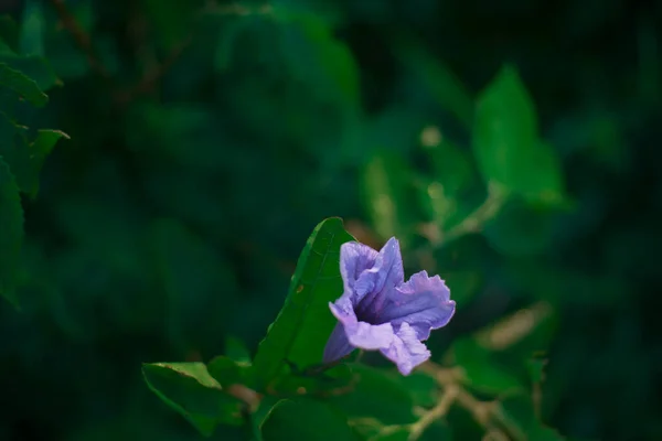 Bel Colpo Botanico Carta Parati Naturale — Foto Stock