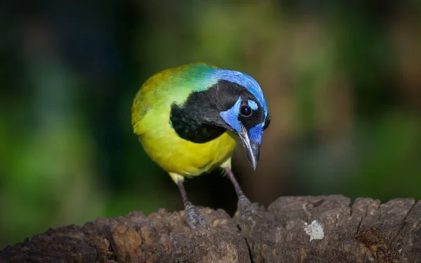 Gros Plan Oiseau Dans Habitat Naturel — Photo