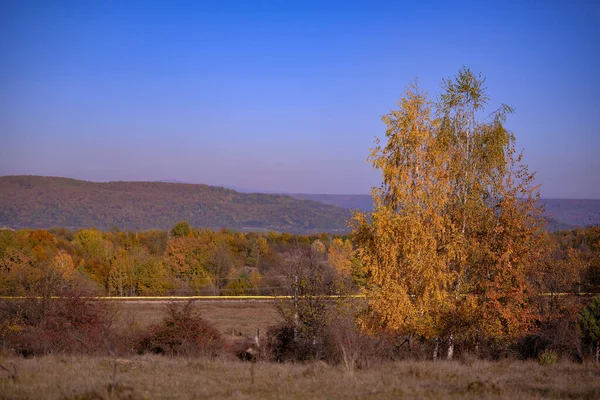 Осінній Пейзаж Деревами Блакитним Небом — стокове фото