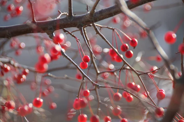 Árvore Natal Com Neve — Fotografia de Stock