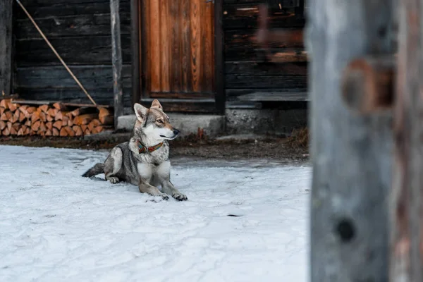Hund Snön — Stockfoto