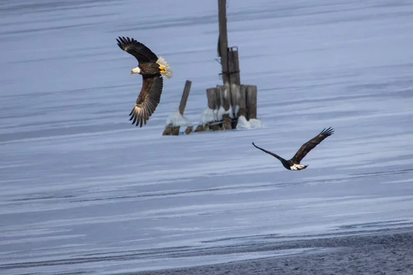 空を飛ぶ大きな鳥が — ストック写真