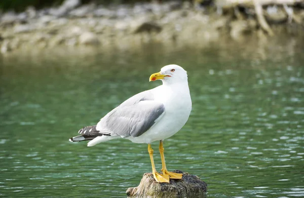 Mouette Sur Plage — Photo