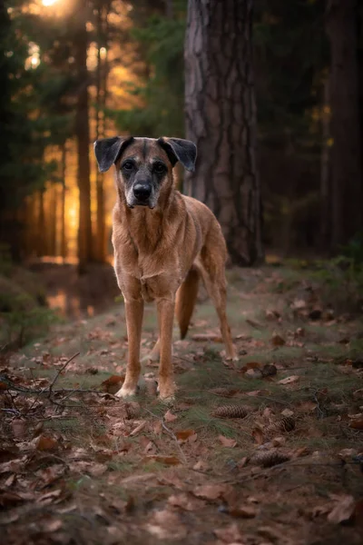 Σκύλος Στο Δάσος — Φωτογραφία Αρχείου