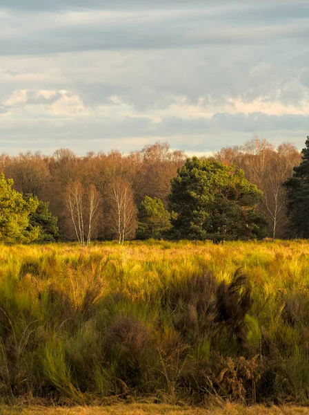 Jesienny Krajobraz Drzewami Zieloną Trawą — Zdjęcie stockowe