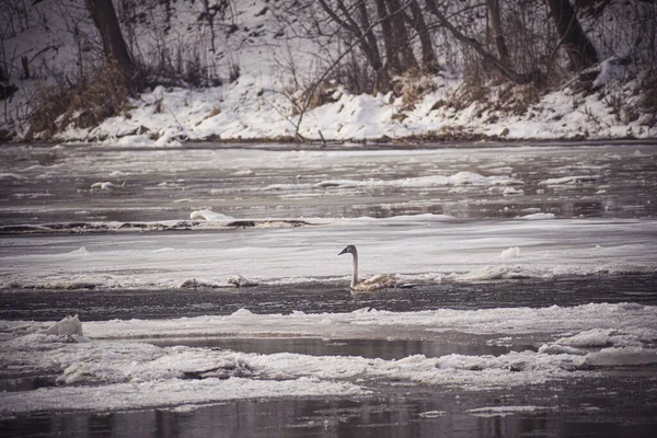 Красиві Білі Лебеді Березі Річки — стокове фото