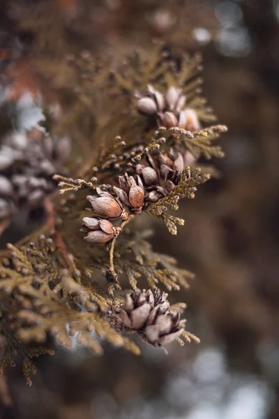 美しい緑の植物を閉じて — ストック写真