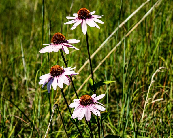 Hermosas Flores Jardín — Foto de Stock