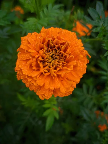 Belle Fleur Jaune Dans Jardin — Photo