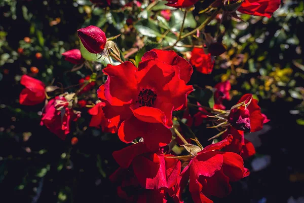 Krásné Červené Růže Zahradě — Stock fotografie