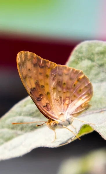 Vacker Fjäril Blomma — Stockfoto