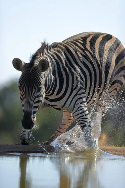 Зебры Воде Стадо Диких Животных Дикая Природа Фауна — стоковое фото